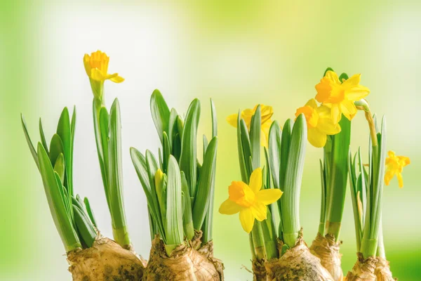 Gele narcissen lilys op een groene achtergrond — Stockfoto