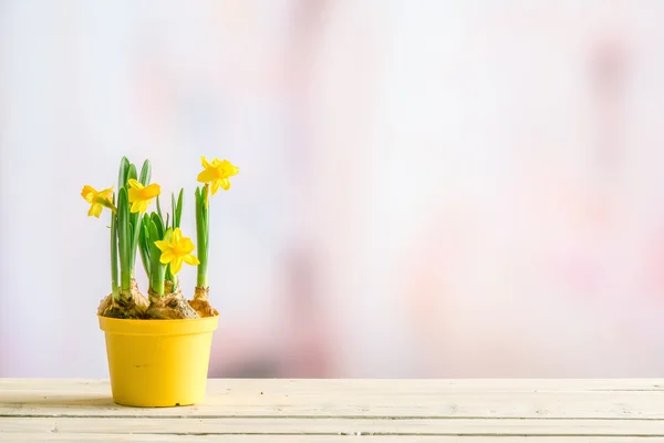 Narcisi in un vaso da fiori giallo su uno sfondo viola — Foto Stock