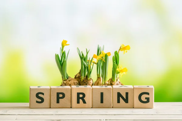 Цветы нарциссов и слово весна — стоковое фото