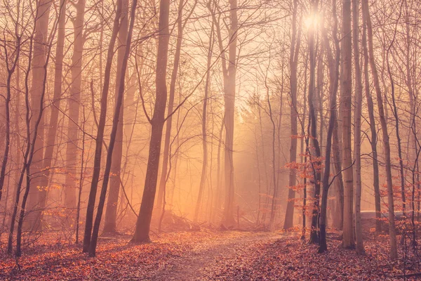 Paisagem florestal com neblina e nascer do sol — Fotografia de Stock