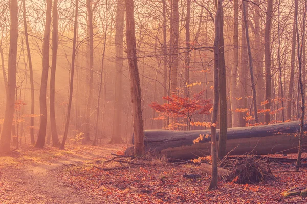 Fallna träd i en dimmig soluppgång — Stockfoto