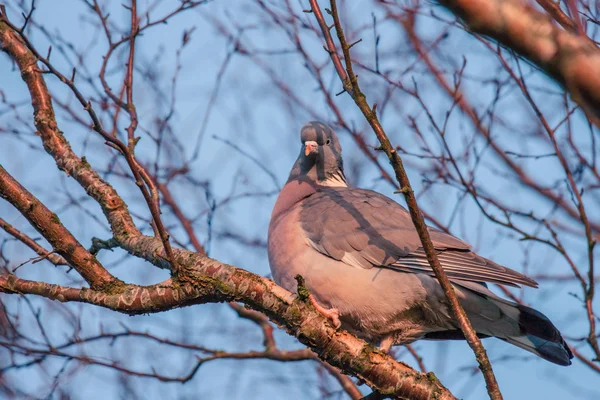 Taube in einem Baum mit vielen Ästen — Stockfoto