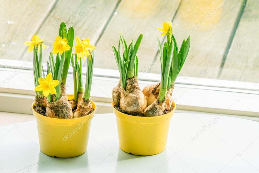 Daffodils in flowerpots at a window