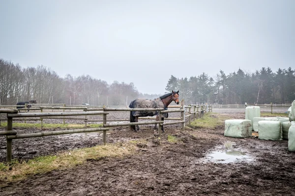 Pferd hinter Zaun auf einem Bauernhof — Stockfoto