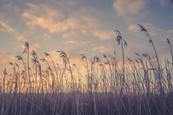 Silhuetas de grama no nascer do sol da manhã — Fotografia de Stock