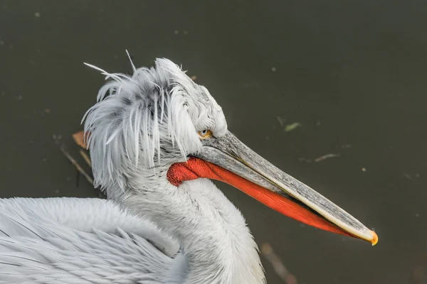 Close-up de um pelicano em um rio — Fotografia de Stock