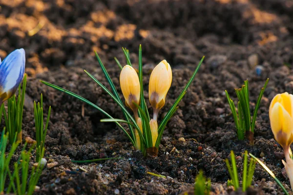 Springtime crocus blommor i en trädgård — Stockfoto