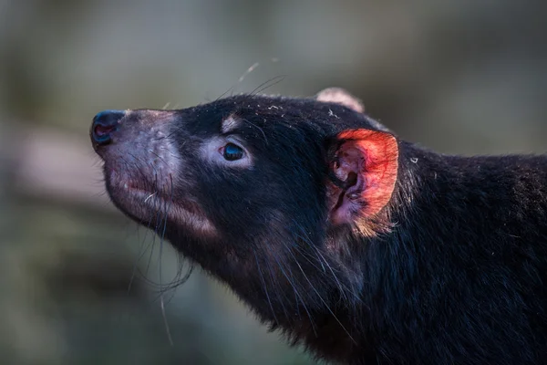 Tasmanska djävulen med en red öra — Stockfoto