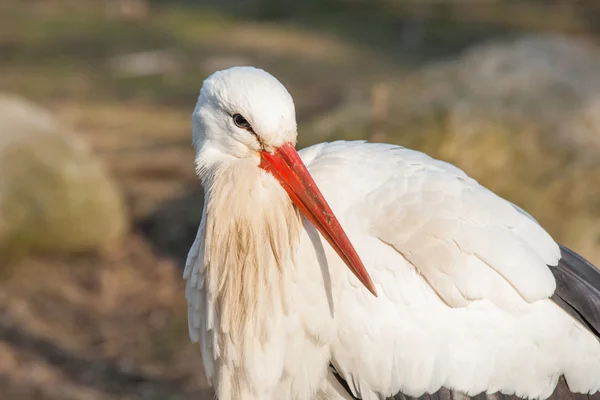 春にコウノトリのクローズ アップ — ストック写真