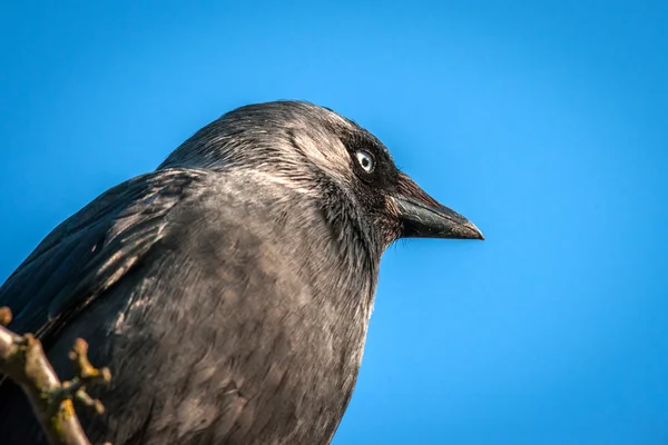 Westliche Jackaw Nahaufnahme auf blauem Hintergrund — Stockfoto