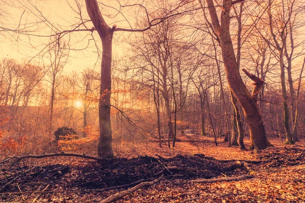 Hermoso amanecer en un bosque — Foto de Stock