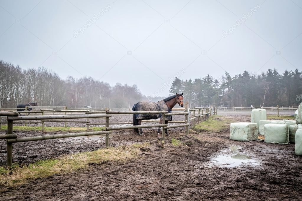 Horse behind a fence at a farm