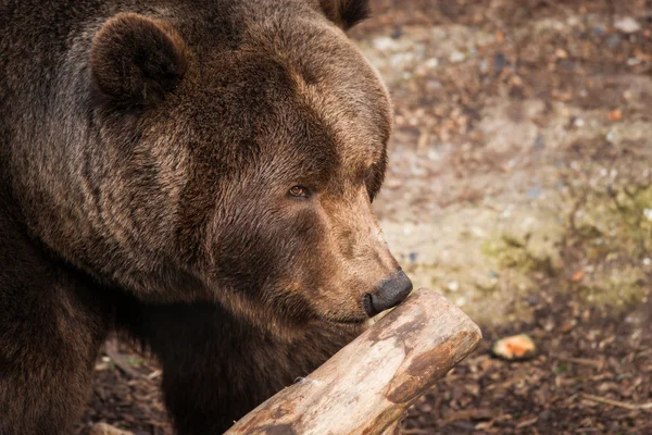 Orso bruno annusa un ramo di legno — Foto Stock