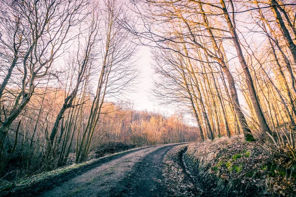 Straße im Wald im Herbst — Stockfoto