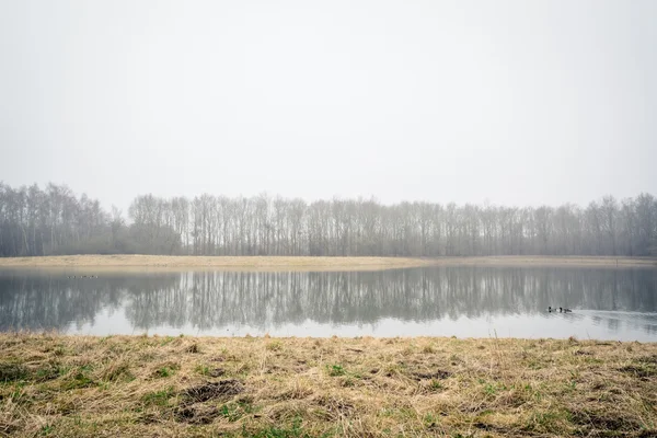 Zamlžené jezero s odrazy stromů — Stock fotografie