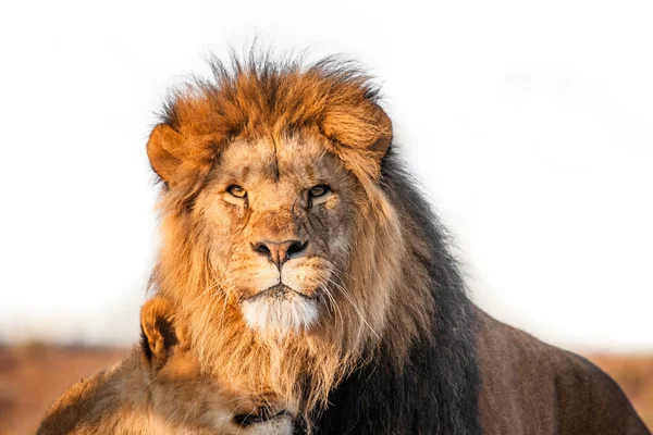 İki aslan togenther savana üzerinde — Stok fotoğraf