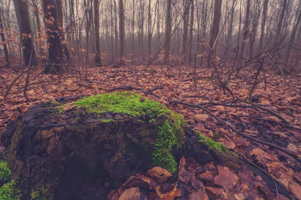 Ствол дерева с зеленым мхом — стоковое фото