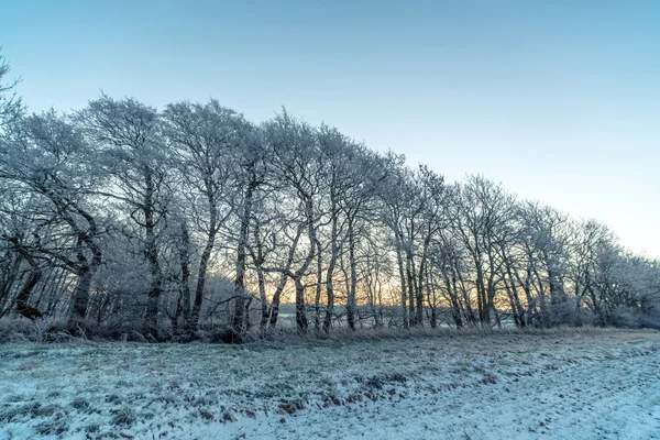 Bäume an einem frostigen Morgen — Stockfoto