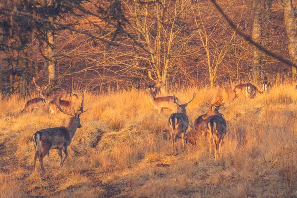 Bir orman çayır üzerinde geyikler — Stok fotoğraf