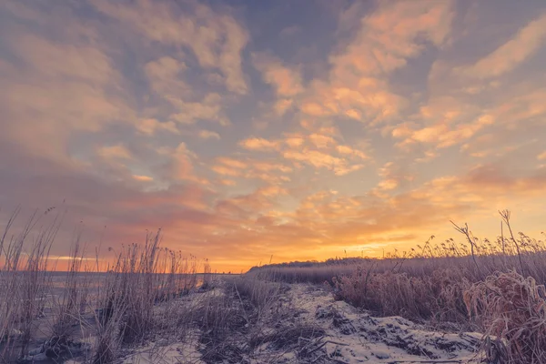 Frozen grass at the sea shore — Stock Photo, Image