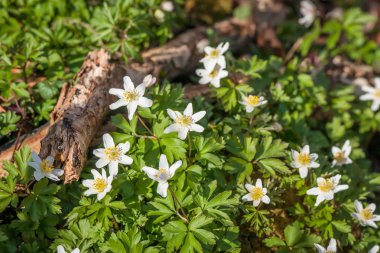 Anemon çiçekleri ışığında