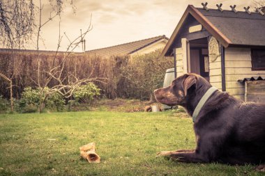 Köpek bir kemik olan bir bahçe içinde