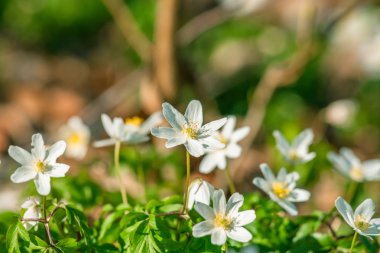 Anemon çiçekleri perspektif içinde