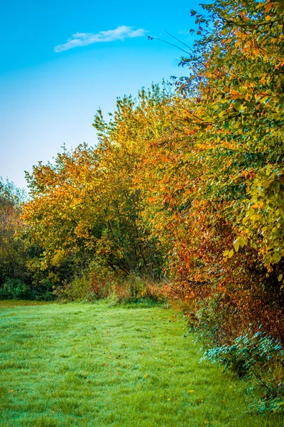 Stromy v podzimní barvy a modrá obloha — Stock fotografie