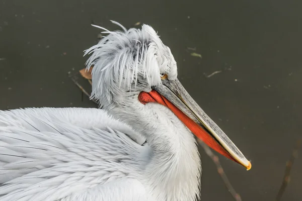 Close-up de um pelicano em um lago escuro — Fotografia de Stock