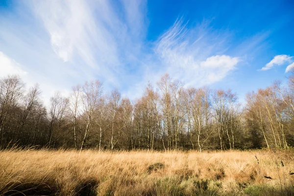 Betulle in autunno natura — Foto Stock