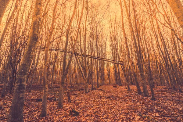Zlomený strom v lese — Stock fotografie