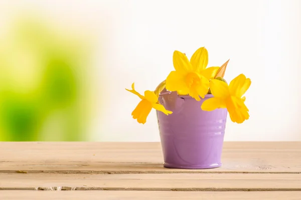 Daffodils em um balde roxo — Fotografia de Stock