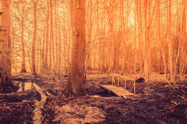 Ponte em uma floresta de conto de fadas — Fotografia de Stock
