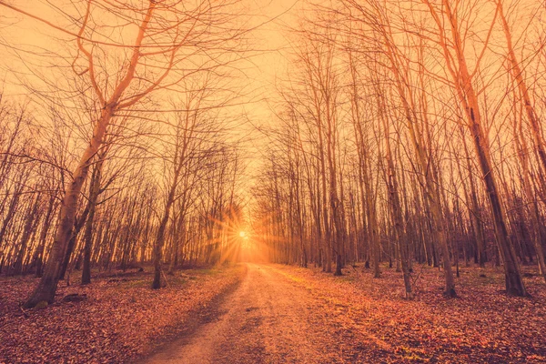 Strada forestale verso l'alba — Foto Stock