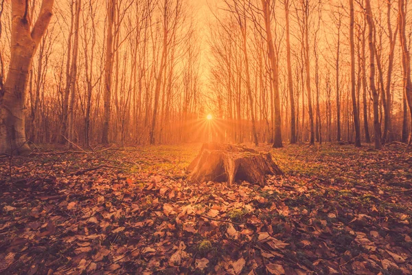 Fairytale soluppgång i en skog — Stockfoto