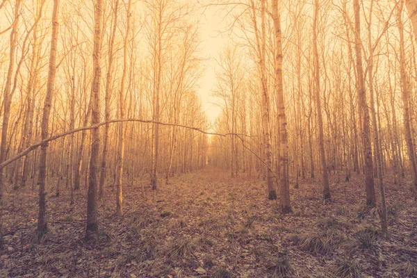 Bouleaux nus dans la forêt — Photo