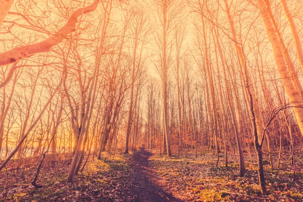 Sendero en un bosque con árboles desnudos — Foto de Stock