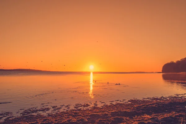 Nascer do sol junto a um lago com patos — Fotografia de Stock