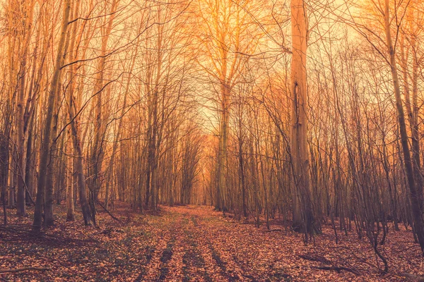 Otoño amanecer en el bosque —  Fotos de Stock