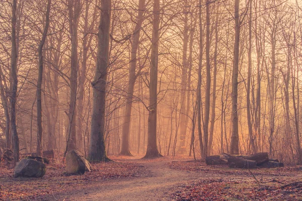 Nascer do sol em uma floresta nebulosa com grandes rochas — Fotografia de Stock