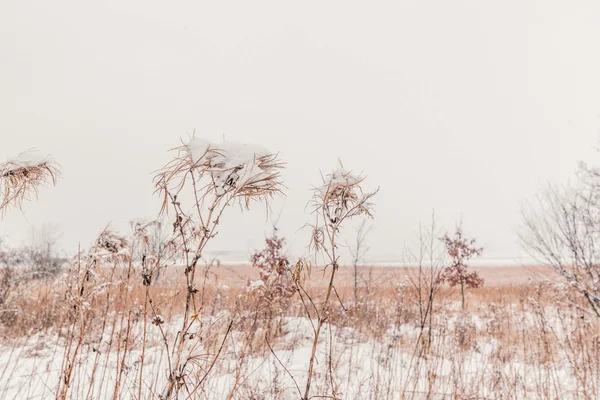Nieve sobre hierba alta — Foto de Stock