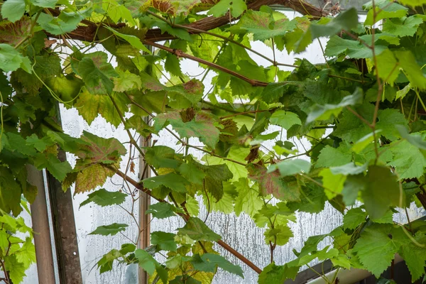 Grüne Weinpflanzen im Fenster — Stockfoto