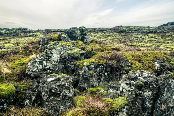 Mossa på en lava fält i Island — Stockfoto