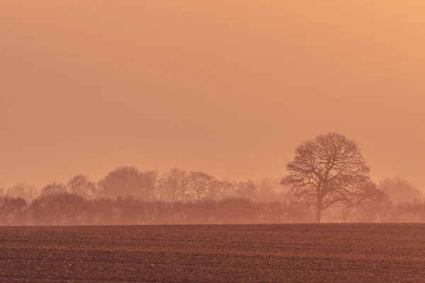Nebliger Sonnenaufgang mit Bäumen auf einem Feld — Stockfoto