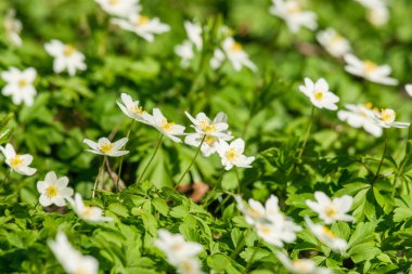 Anemon çiçekleri closeup