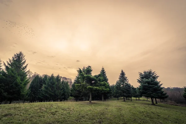 Pinhais ao amanhecer no outono — Fotografia de Stock