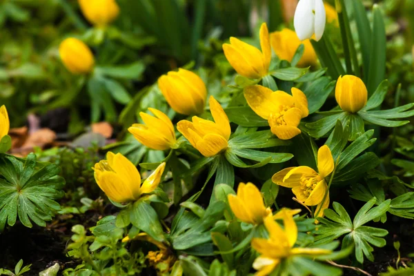 Eranthis flowers close-up in a garden — Stock Photo, Image