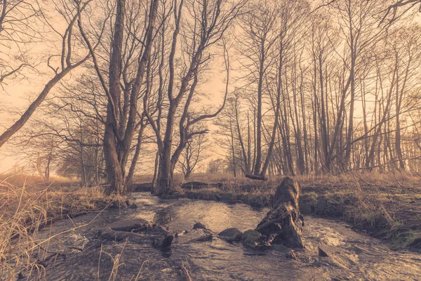 Río en un bosque al amanecer — Foto de Stock