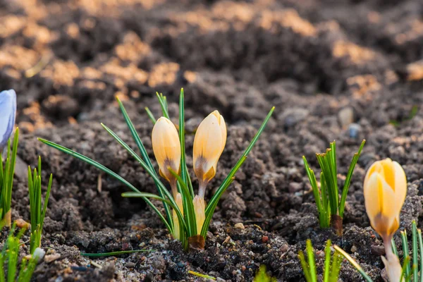 Gul Krokus blommor i marken — Stockfoto