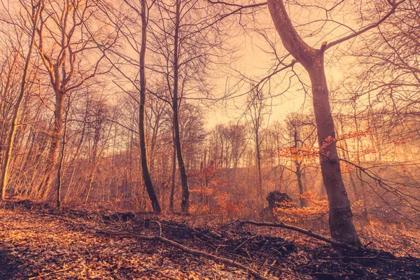 Soluppgång i en dimmig skog i höst — Stockfoto